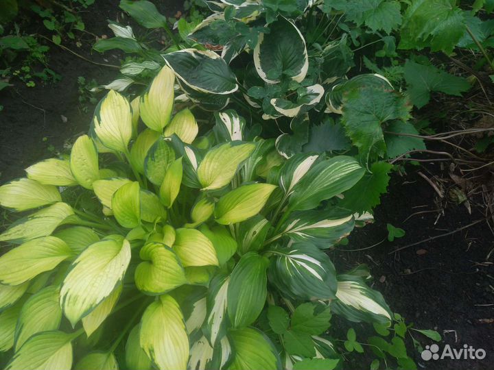 Хоста, Марьин Корень, Тимьян