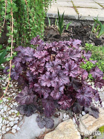 Хосты, гейхера