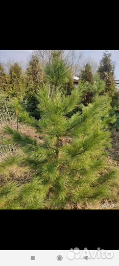 Саженцы пихты, кедра