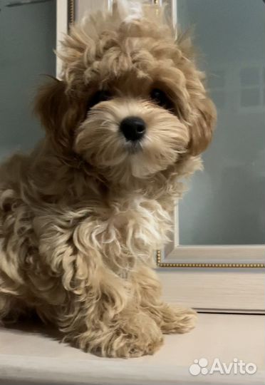 Щенок мальтипу f1 девочка