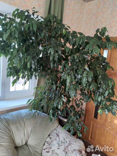 Фикус бенджамина