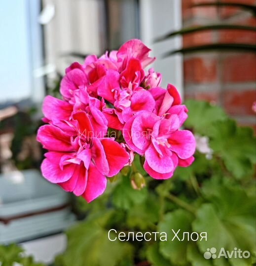 Пеларгония герань