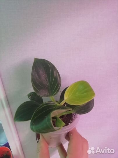 Филодендрон, эписция