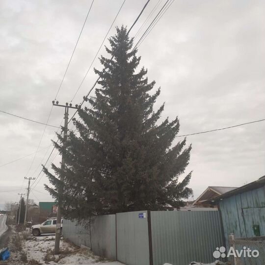 Живая ель 12-15 метров