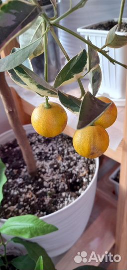 Каламондин вариегатный