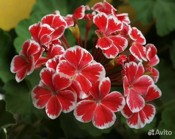 Пеларгония герань
