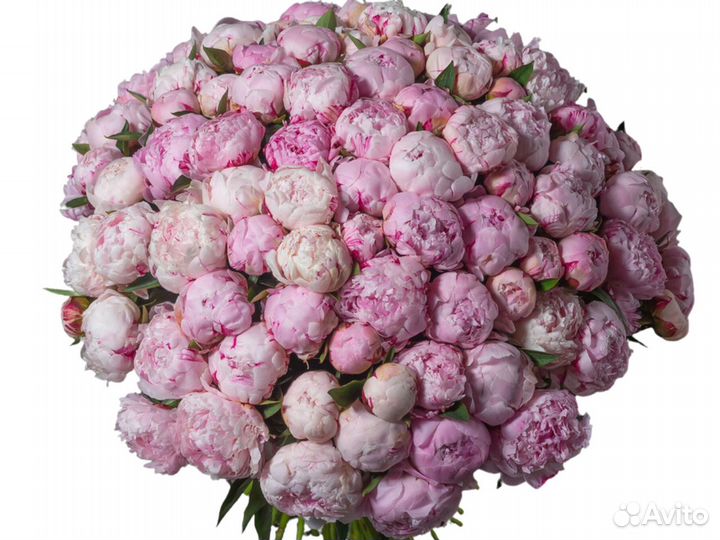 Пионы букет. Доставка бесплатно