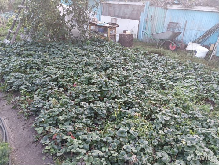 Продам саженцы земляники садовой 