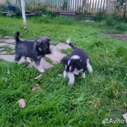 Собаки бесплатно в добрые руки щенки