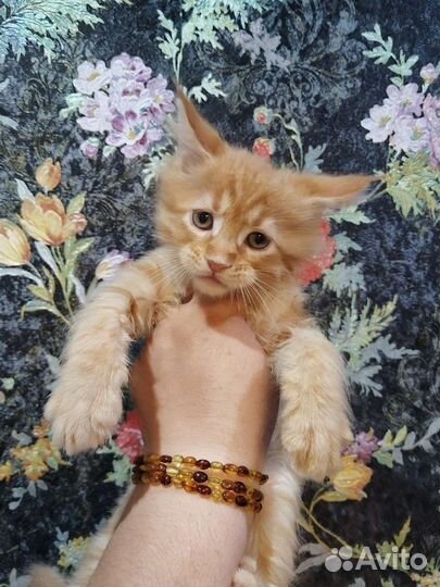 Мейн-кун котята весёлые ребята