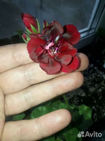 Плющелистная пеларгония