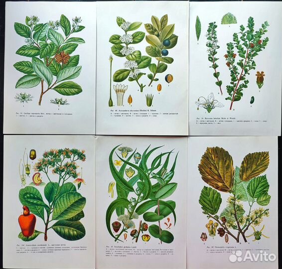 Ботанические иллюстрации тропические растения