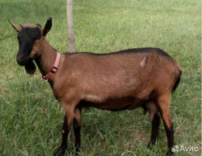 Коза чешская 100 процентная