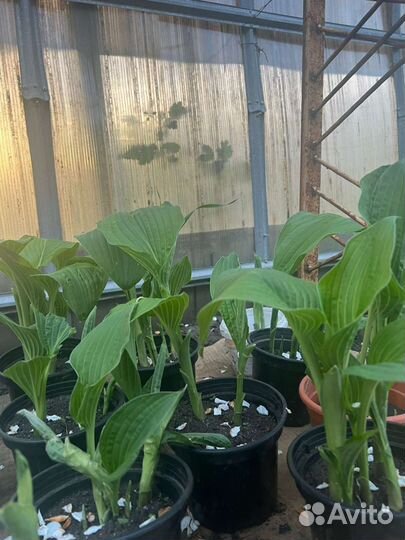 Рассада. Томаты, Хурма, Чёрная магия, Чёрный барон