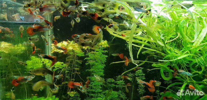 Аквариумные рыбки гуппи и растения
