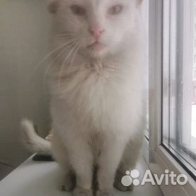 Сибирская кошка белая (47 фото)