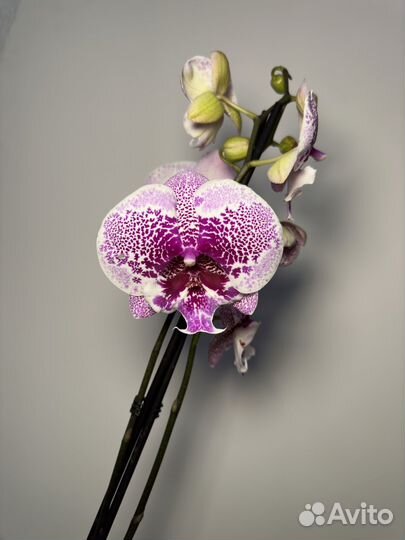 Орхидея фаленопсис биг лип