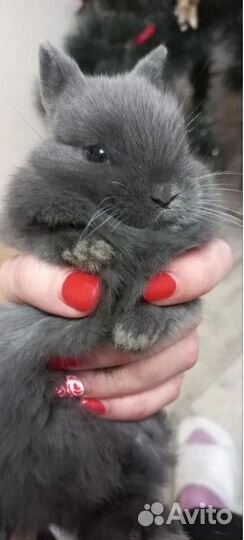 Миниатюрные карликовые кролики