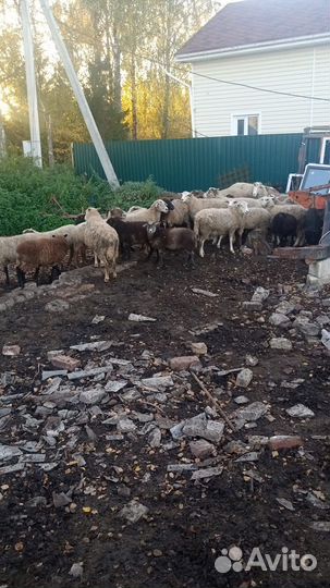 Овцы бараны на мясо