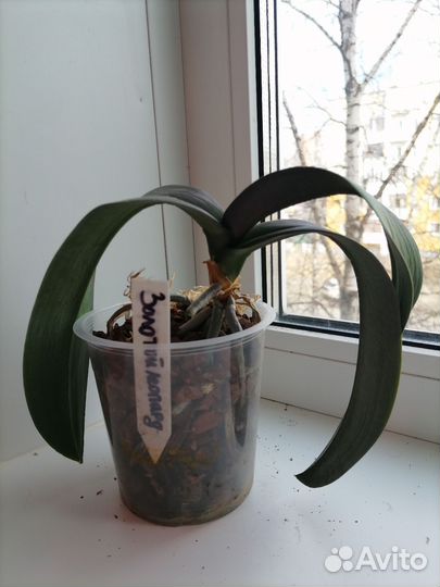 Орхидея фаленопсис