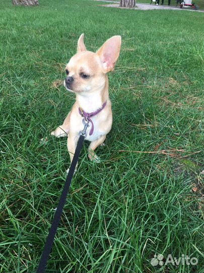 Вязка кобель чихуахуа мини