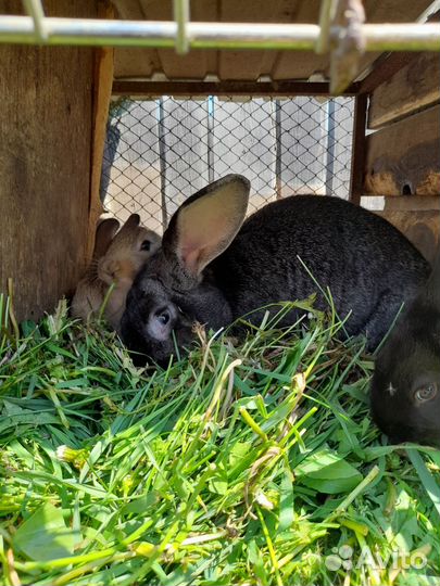 Кролики мясных пород