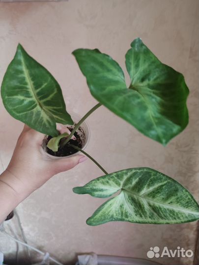 Сингониум три короля и др