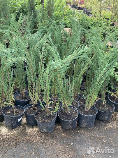 Можжевельник скальный Блю эрроу, скайрокет мунглоу