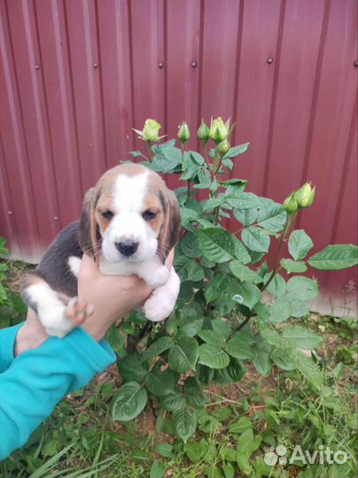 Щенки, Бигль