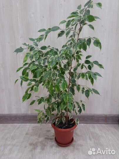 Фикус пестролистный