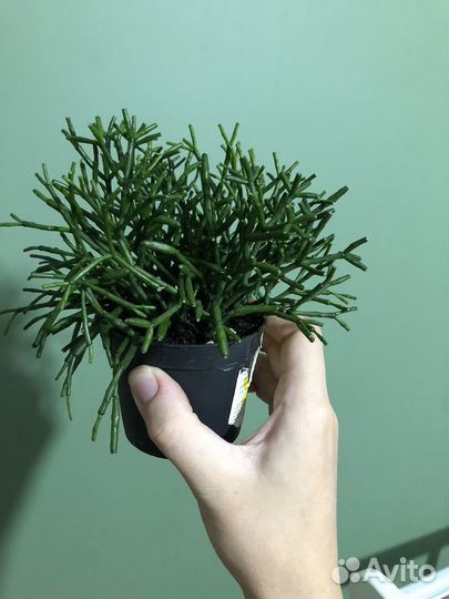 Хатиора солеросовидная / домашние растения цветы