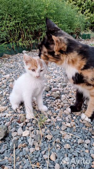Котята ждут любящего хозяина