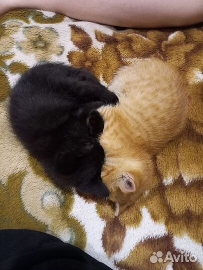 Котята в добрые руки
