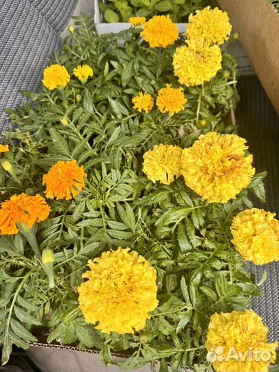 Бархатцы Шафраны