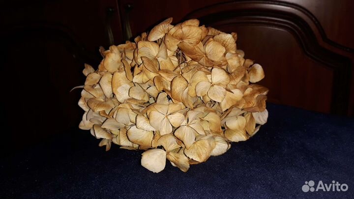 Букет из сухоцветов гортензии