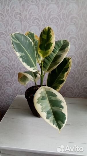 Фикус. Мирт. Адениум