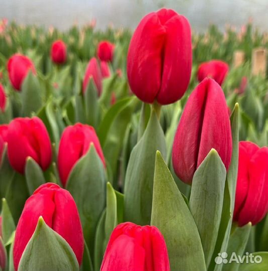 Луковицы тюльпанов оптом под выгонку