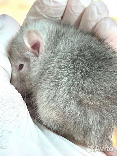 Крыса дамбо Девил Поинт Лонг