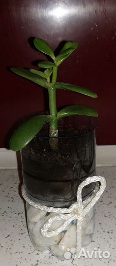 Денежное дерево