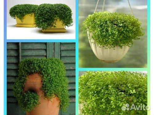 Мята корсиканская