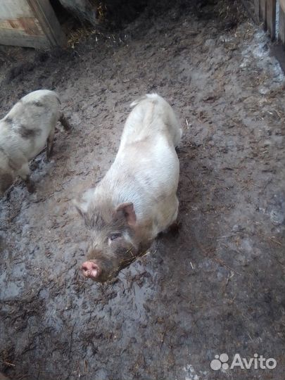 Хряк на племя