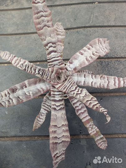 Комнатные растения цветы