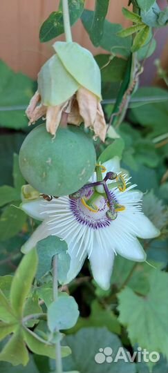 Пассифлоры сортовые плодоносящие