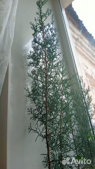 Кипарис в горшках