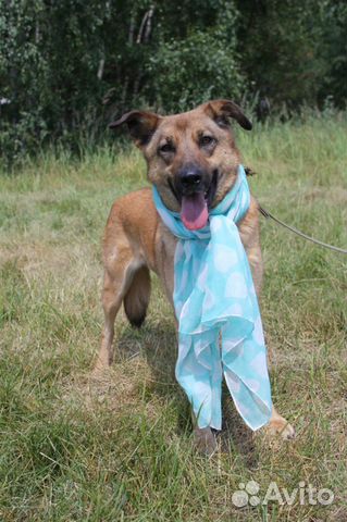 Собака в добрые руки, Кози