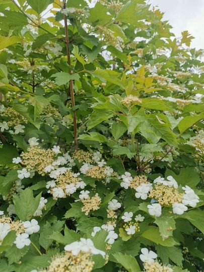 Дача 20 м² на участке 7 сот.