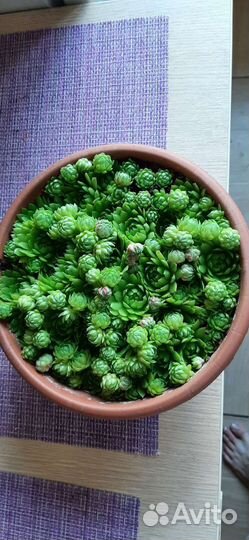 Молодило каменная роза