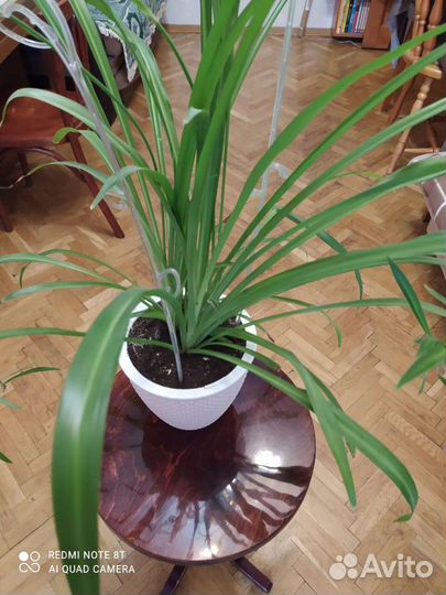 Хлорофитум