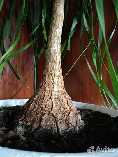 Бокарнея - Нолина комнатное растение