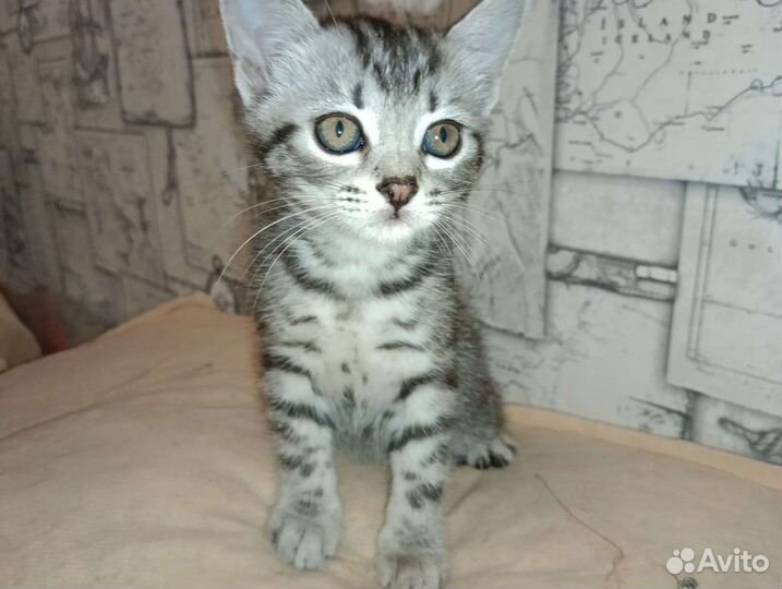 Котёнок ищет дом